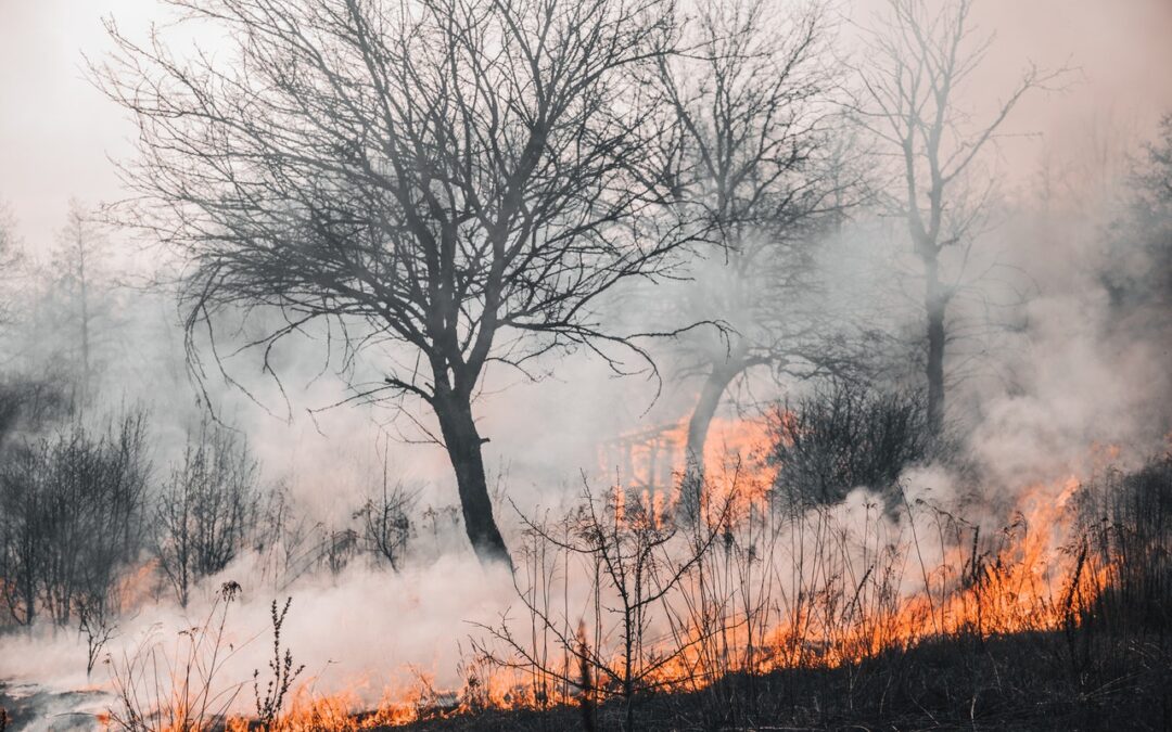 Staying Safe During Wildfire Season