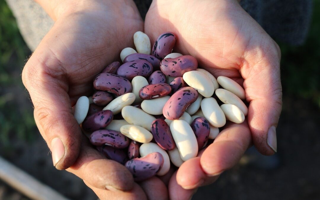Cupped hands hold raw beans